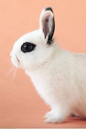 《酒店装修大师》最新实机预告 3月7日正式发售